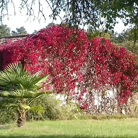 Le Petit Abre A Prunier * Saint-Sauveur (Dordogne)